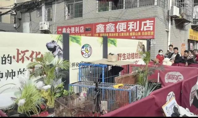 晓华店门口黑熊都来了 未报备已叫停