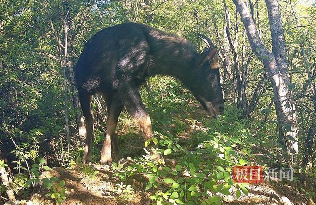 易危物种“四不像”惊现湖北 珍稀动物悠闲觅食