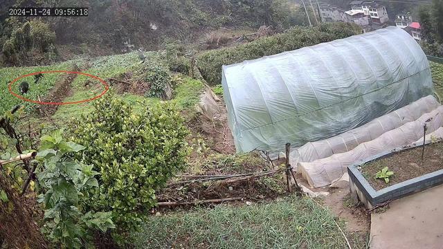 探访安康野猪袭人事发地 小山村成舆情焦点